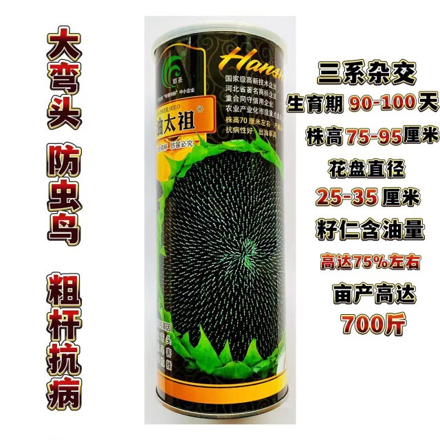 红人迷油太祖矮大头油葵种子榨油向日葵子矮大头矮杆葵花籽高出油油葵