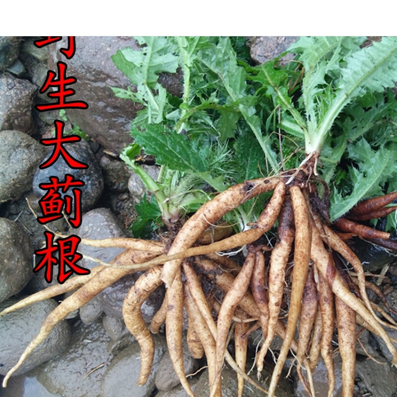 新鲜大蓟根 刺儿菜 猪姆刺 虎蓟 马蓟 野红花 鸡项草500g