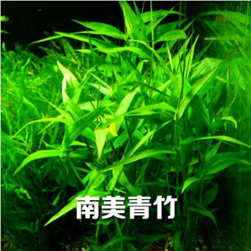 水族箱鱼缸印度竹节草中后景南美水竹青竹水草缸新手水草阴性 鱼缸