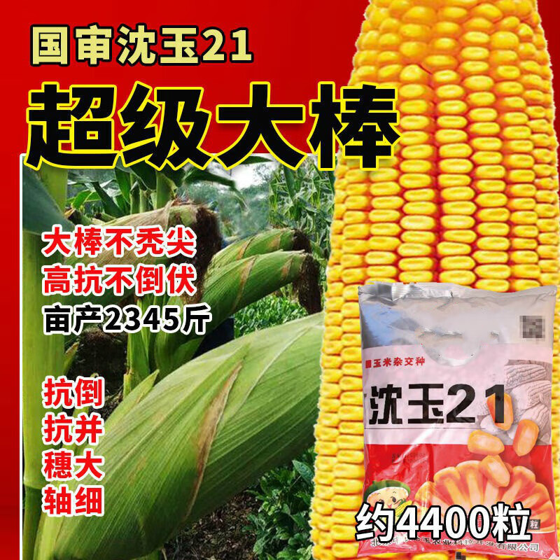 双胞胎玉米种子批发 高产大棒苞谷九圣禾国审饲料矮杆大棒玉米籽 沈玉