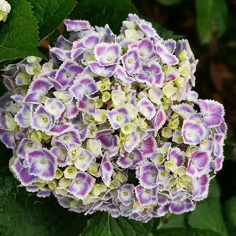 【卓舞】大花绣球八仙花绣球花苗盆栽花卉观花植物庭院阳台花卉室内花