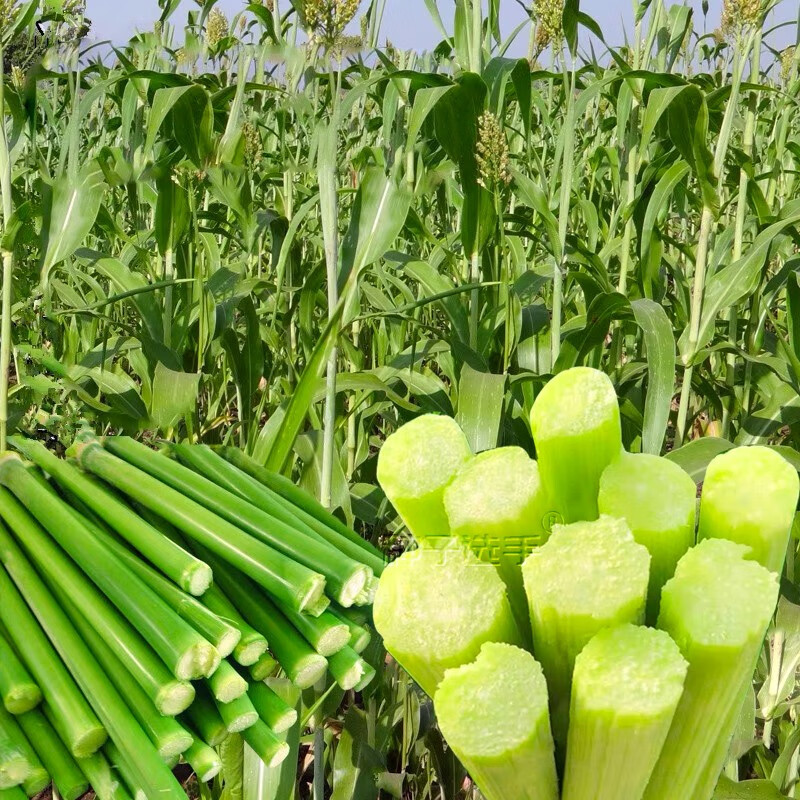 农之子(nongzhizi)甜高粱种子甜杆种籽小青皮北方甘蔗水果食用春季甜