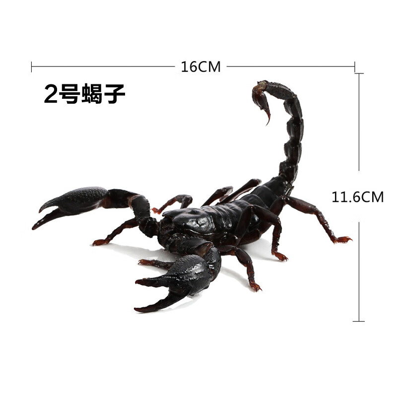 6cm】