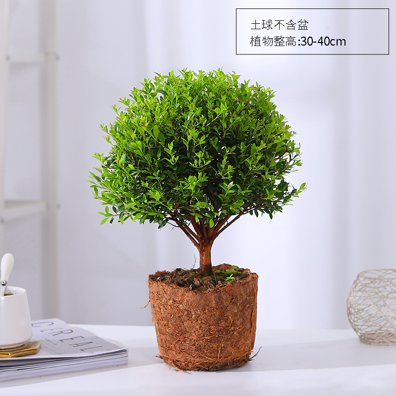 手机上怎么查绿植盆栽京东历史价格|绿植盆栽价格走势图