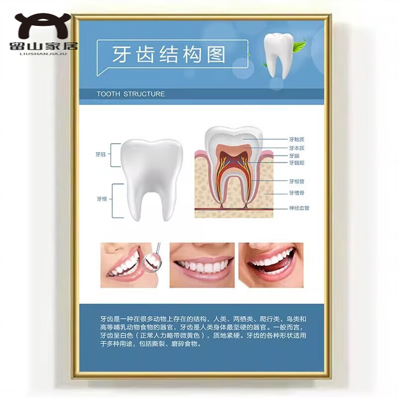 口腔诊所挂画 口腔诊所挂画牙科门诊机构室牙齿结构宣传kt板装饰 乳
