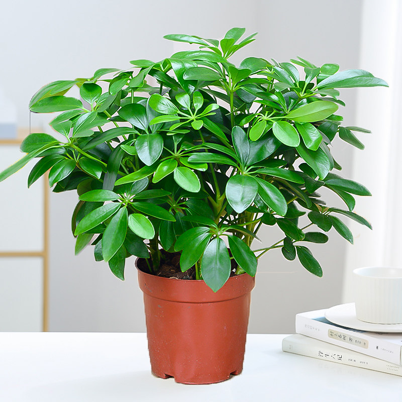 盆栽植物室内花卉四季常青八方来财七叶莲发财树盆景苗 八方来财一盆4