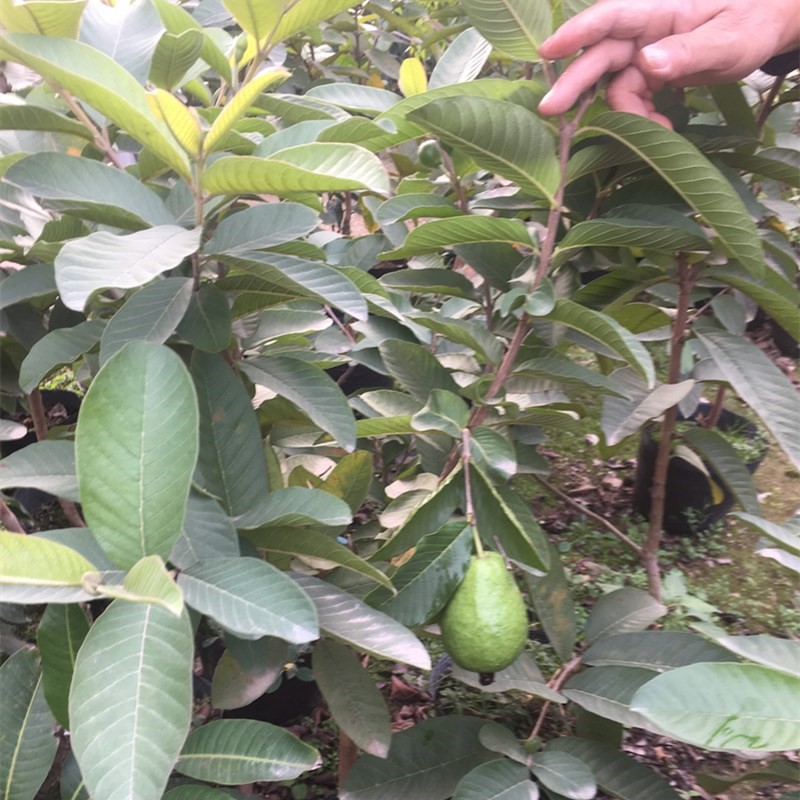 番石榴苗红心西瓜芭乐树苗正宗四季珍珠番石榴果树苗当年结果 店长6年