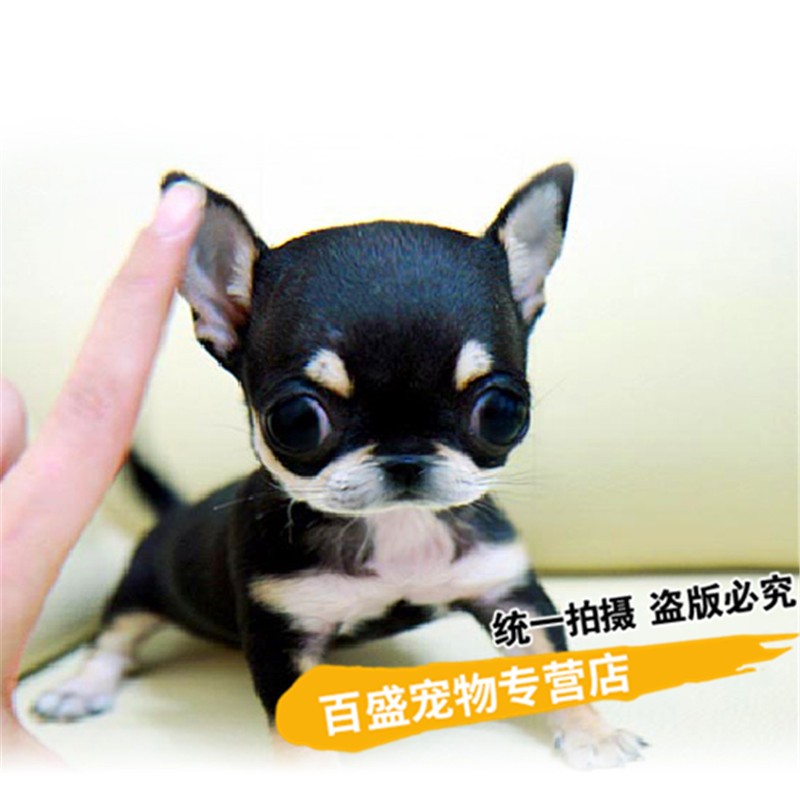 别态萌茶杯犬纯种吉娃娃犬幼犬 北京犬舍出售吉娃娃犬长不大活体宠物