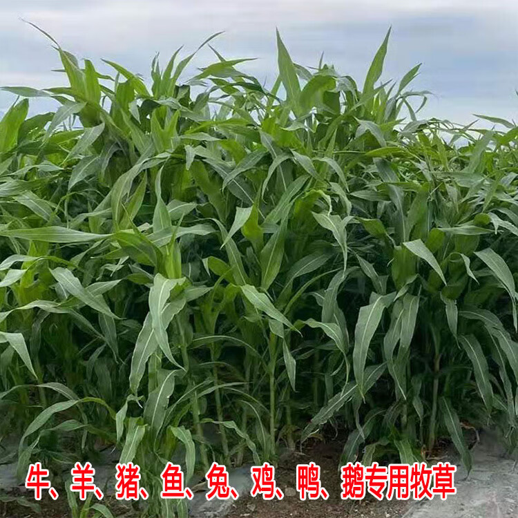 高丹王草种子四季养牛羊鹅猪兔喂鱼草种再生大力士甜高粱牧草种子 饲用甜高粱种子1斤【收割再生】