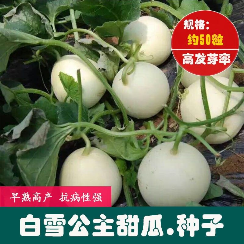 春枝韵白雪公主甜瓜子种 农田菜园甜脆多汁肉厚甜瓜籽 早熟水果瓜果籽