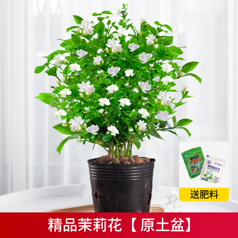 勛貍粑茉莉花盆栽四季開花大苗帶花苞花卉室內(nèi)植物花梔子花盆栽水培綠植 【花期帶花】精品茉莉花真大苗16 帶盆栽好