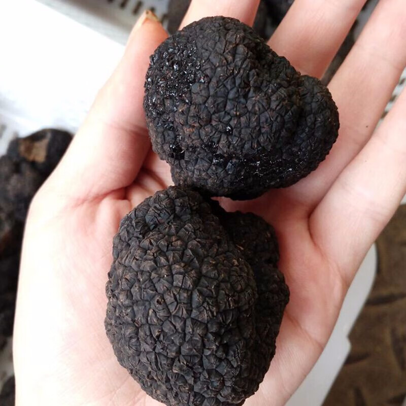 星云湖香格里拉野生黑松露猪拱菌礼盒装高黎贡山白松露米其林高端送礼 新鲜黑松露 直径4-6cm 净重500g