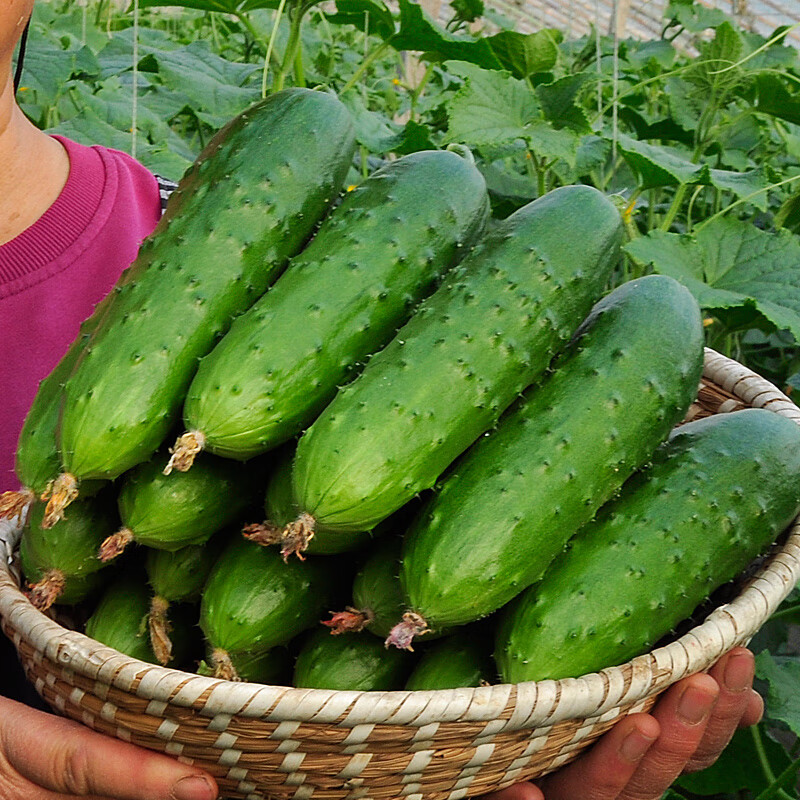 美邻惠享家京地达山东大刺黄瓜新鲜水果黄瓜5斤装旱黄瓜生吃热炒源头