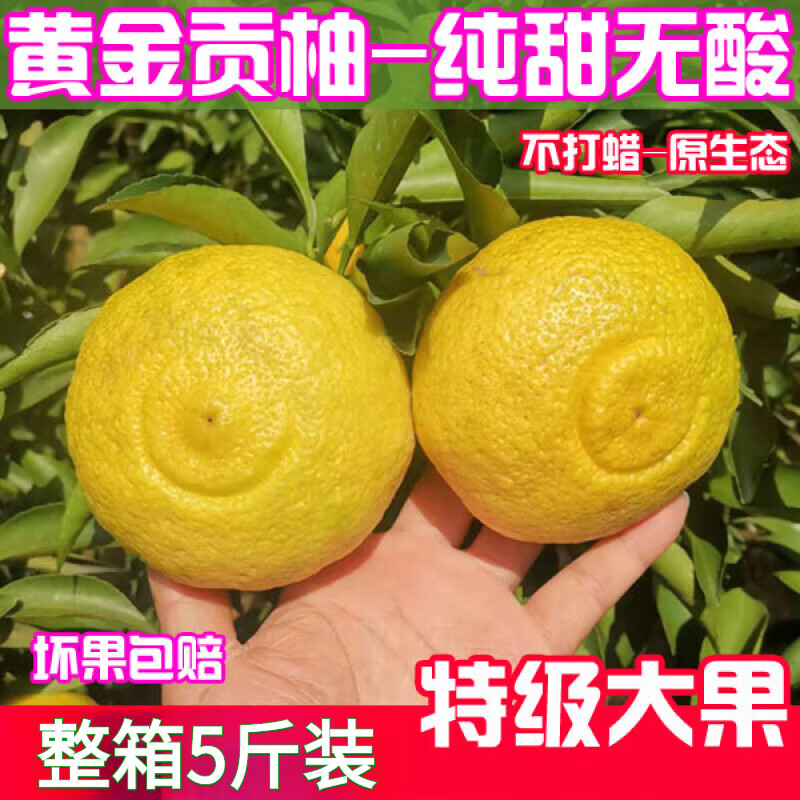 超甜洪江雪峰黄金贡柚湖南怀化5斤大果新鲜水果春香柚象山 5斤 中果-（果径70-75MM）