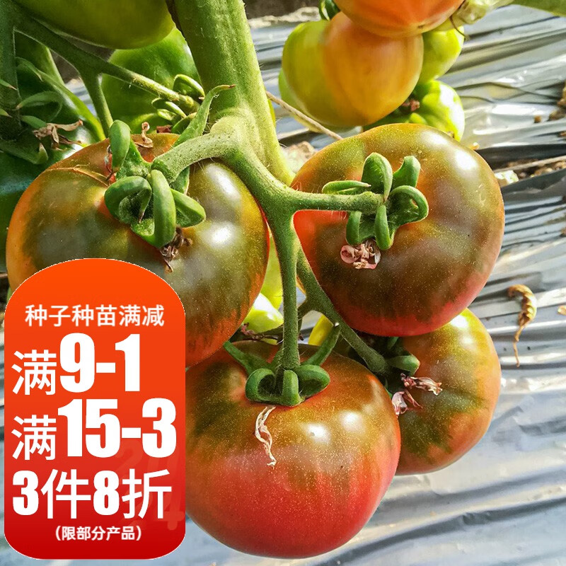 寿禾 西红柿种子苗绿腚铁皮柿子山东草莓味西红柿水果番茄家庭种植秧