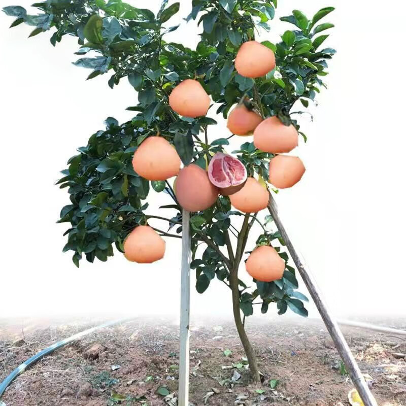 含语彤柚子苗正宗嫁接柚子树苗红心蜜柚盆栽地栽南北方种植柚子树果树