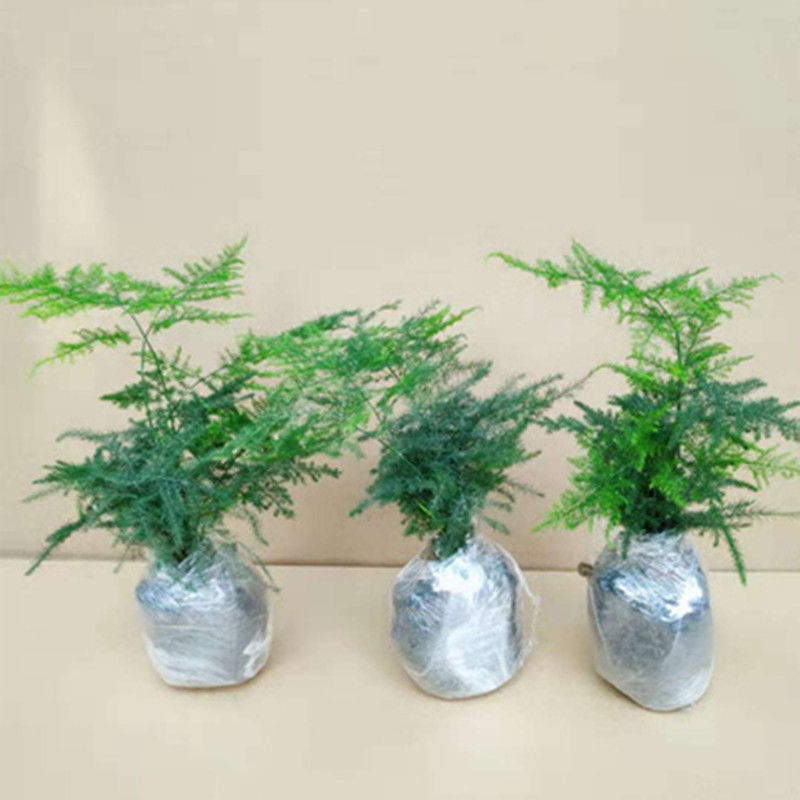 【精品绿植】文竹盆栽花卉绿植客厅办公室内桌面绿植植物 三颗小苗