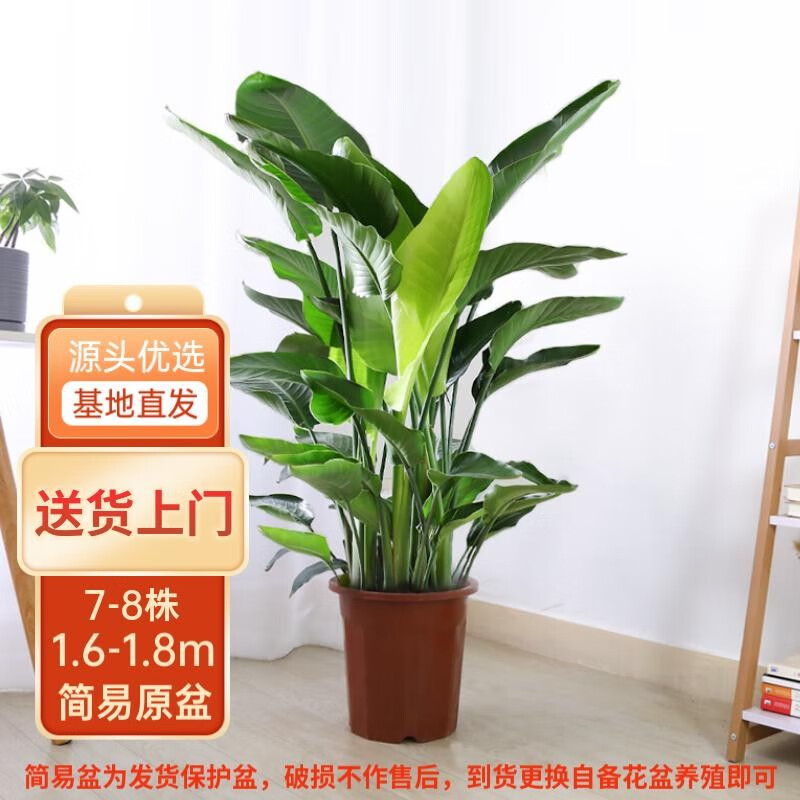 大型绿植电商最低价查询方法|大型绿植价格比较
