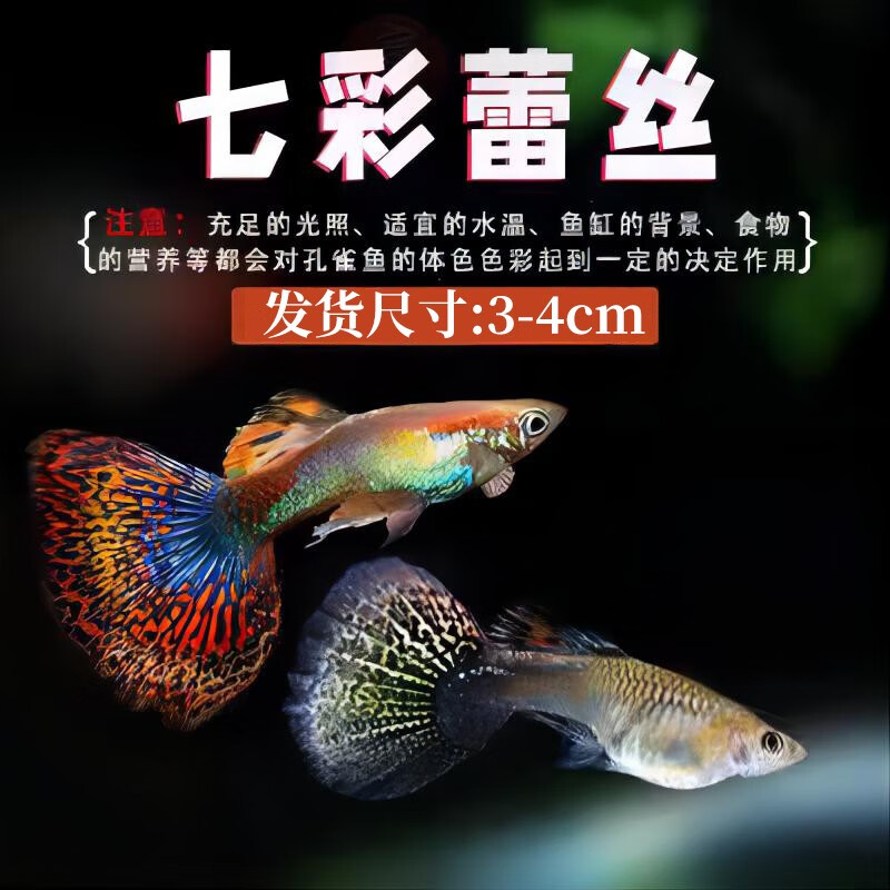 胎生鱼 热带观赏鱼淡水活体鱼小型鱼纯种好养易活 七彩蕾丝孔雀鱼3对