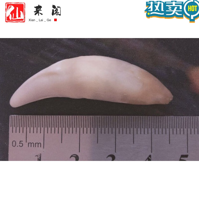 仙来阁藏獒牙原始男士项链狼牙吊坠男天然真黑狗牙齿本命年女饰品潮