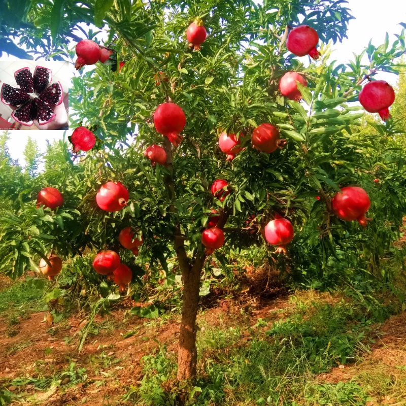 龙辰语石榴树苗 突尼斯石榴苗 无籽盆栽地栽软籽石榴