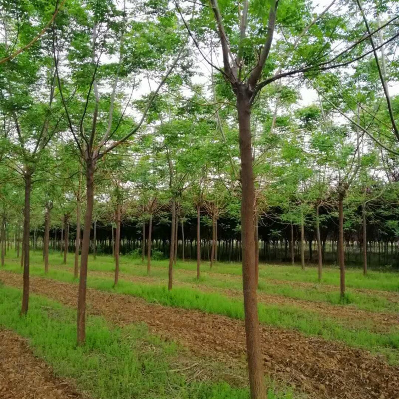 墨耘苍供应苦楝树 周至乔木基地出售精品行道树楝枣树 5公分 带土球