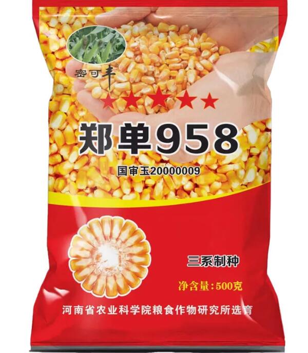 国审三系特种郑单958高产大棒玉米种子新种子长粒农科院培育矮杆 国审