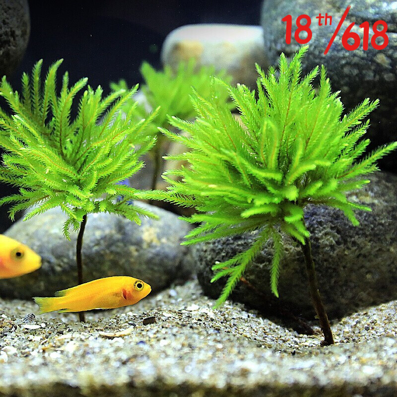 沉木 相关京东优惠商品价格升序 价格图片品牌优惠券 虎窝购