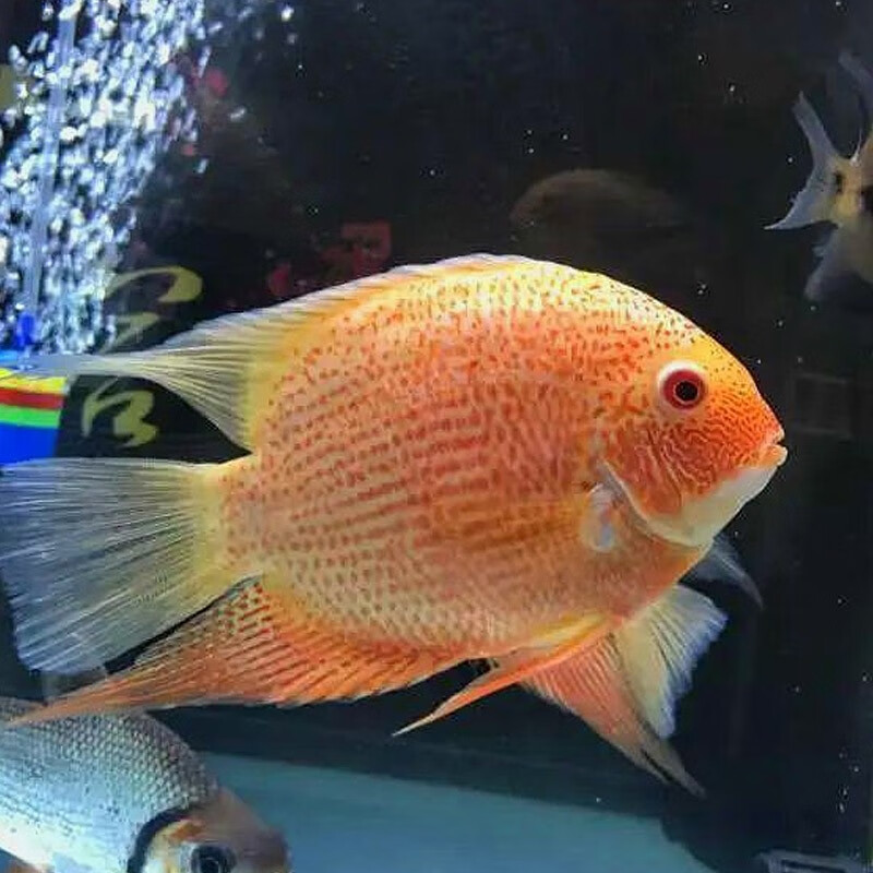 三叶宠 虎斑菠萝鱼活体喷点菠萝活鱼淡水鱼热带慈鲷观赏鱼龙鱼配鱼 喷