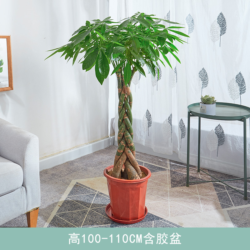辫子发财树盆栽 大树盆景办公室乔迁开张除甲醛客厅室内植物 高100