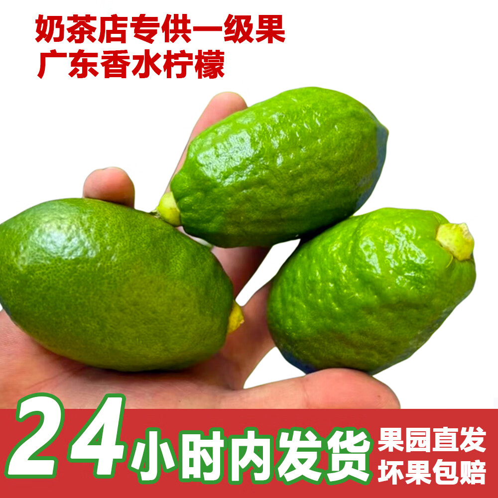 正宗广东香水柠檬爆香新鲜无籽精品一级果 3斤(净重一级果奶茶店口味)