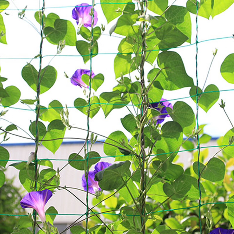 醉春木家用园艺网 黄瓜攀爬植物爬藤网加强版尼龙园艺用品加强版爬藤