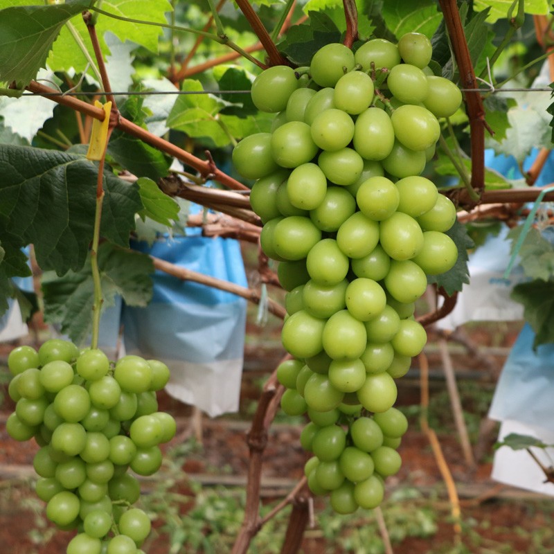 【空运】阳光玫瑰 晴王葡萄 日本引进品种 香印无籽青提 新鲜采摘