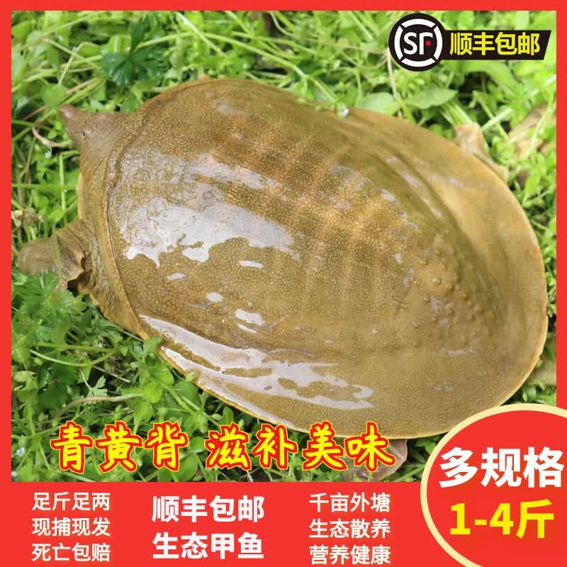九星外塘青黄背母甲鱼鲜活食用生态散养中华鳖团鱼龟王八老鳖包活 4斤/只 青黄背母甲鱼怎么看?