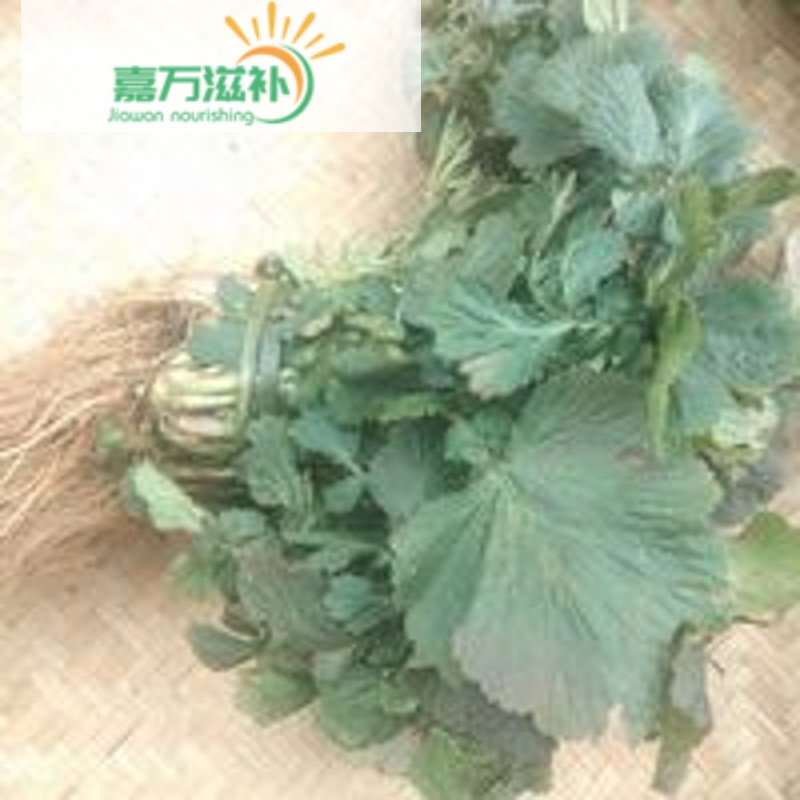 伟博贵州新鲜蓝布正 中药材兰部正路边青水杨梅头晕药兰布正500克