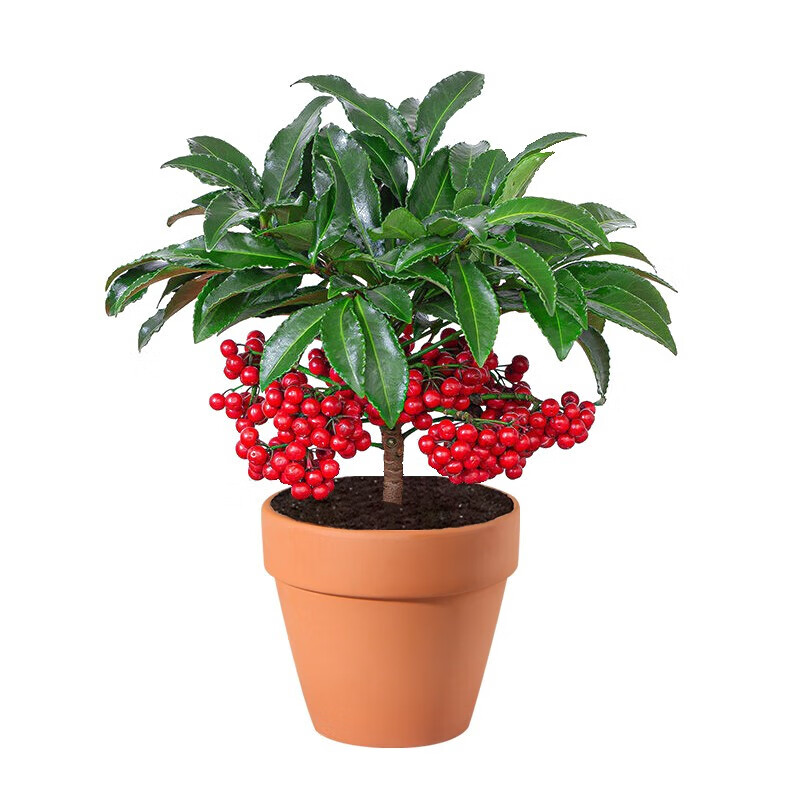 ����������ɰ������ɡ�ƽ������������ø����ӿ��������辰������ 30-40���׸ߡ������ӡ� ������