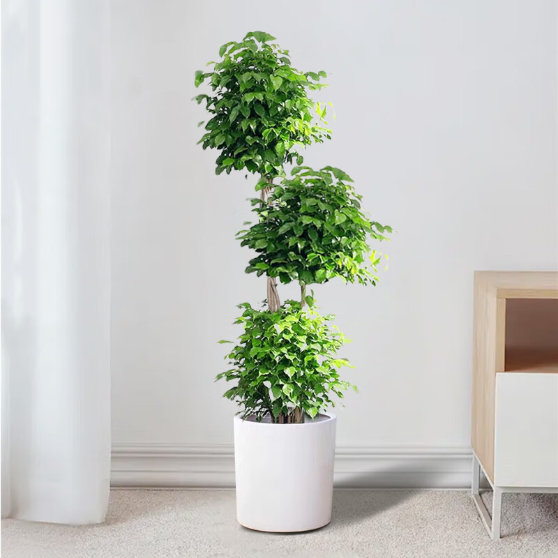 乐竞官网登录入口网页版为绿色奥运“添绿”