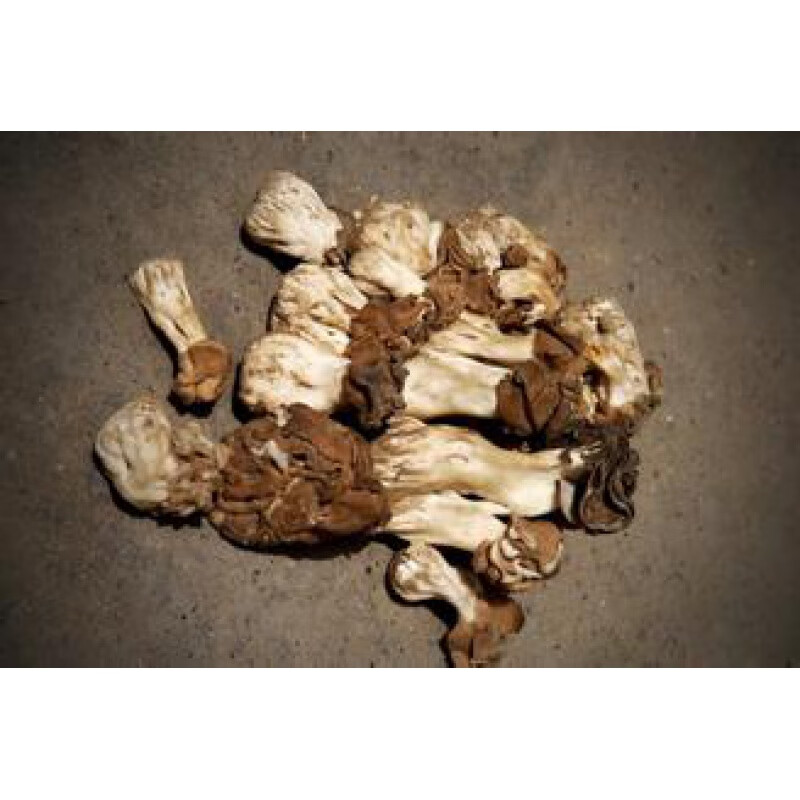 君闵精选胡杨蘑菇皱柄羊肚菌食用菌2017年新货