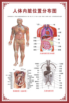 详情看大图,背胶贴纸材质) 人体内脏位置分布图 【40寸:70x105cm】
