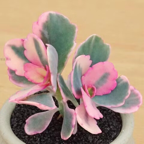 多肉植物组合盆栽小绿植花卉玉露大颗好养室内精品肉肉阳台喜光 蝴蝶