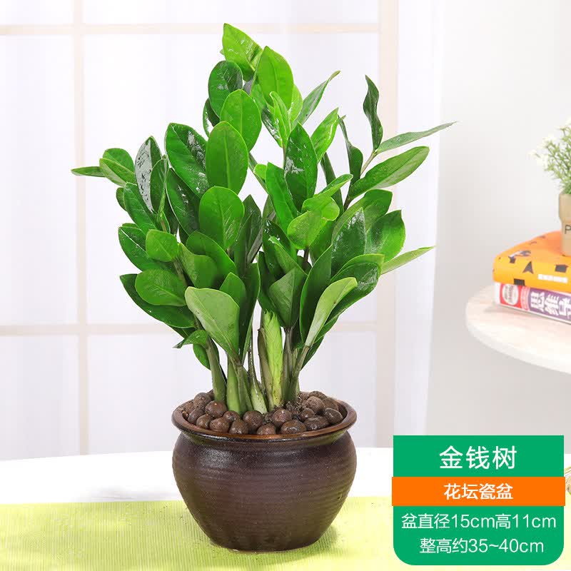 金钱树 复古花盆(整高35-40cm) 栽好发货