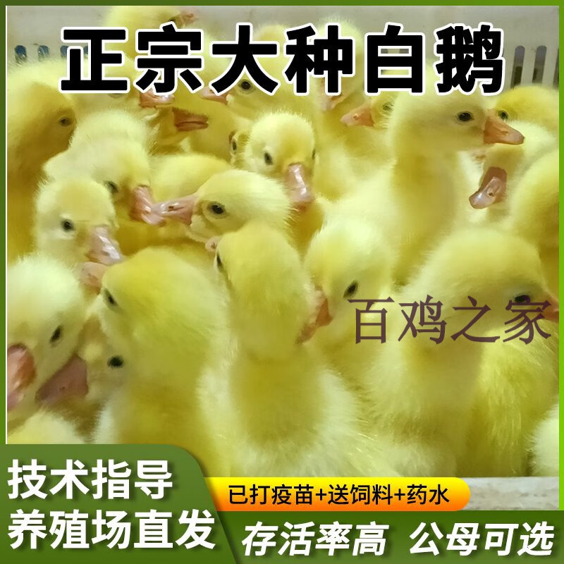 纯种大种白鹅苗家养三花鹅百子产蛋鹅四季鹅肉鹅灰鹅小鹅活苗批发