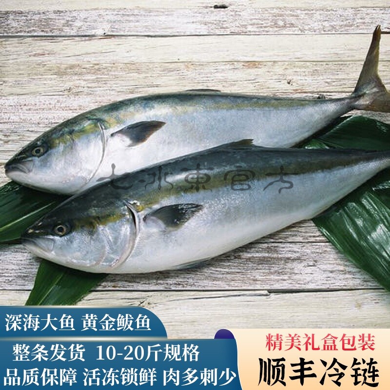 七冰东旗舰店 特大鲅鱼新鲜冷冻深海大鱼黄金鲅鱼饺子馅深海青甘鱼