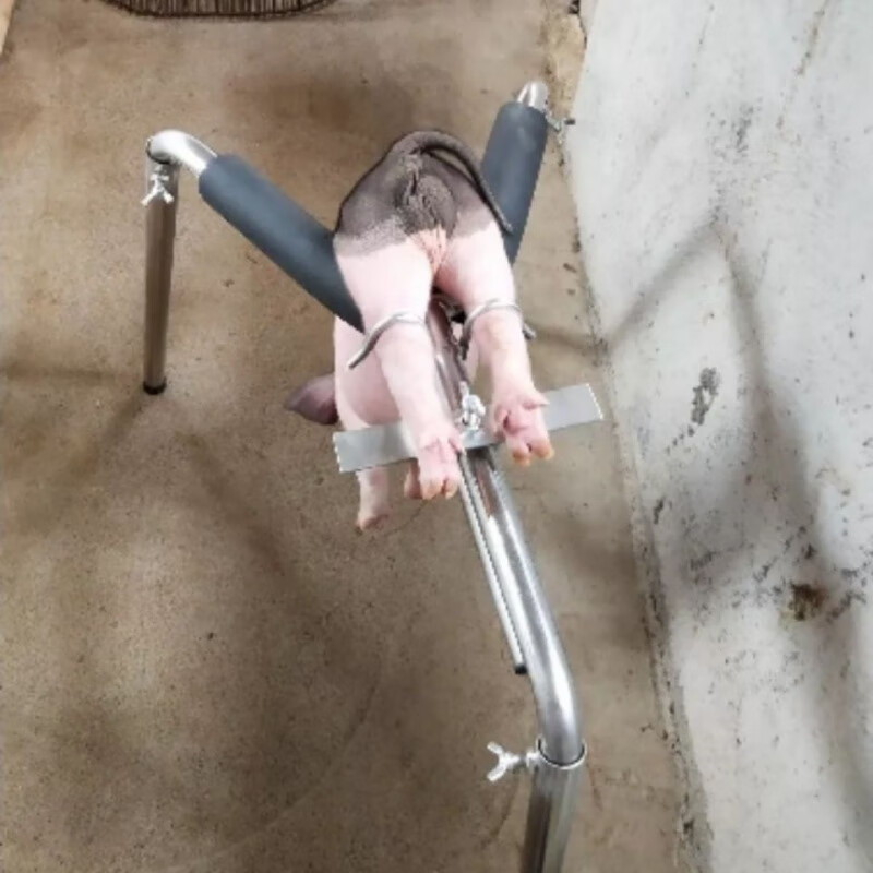建功仔猪阉割架加厚阉猪架小猪阉割器猪用阉猪架子敲猪架阉猪架型