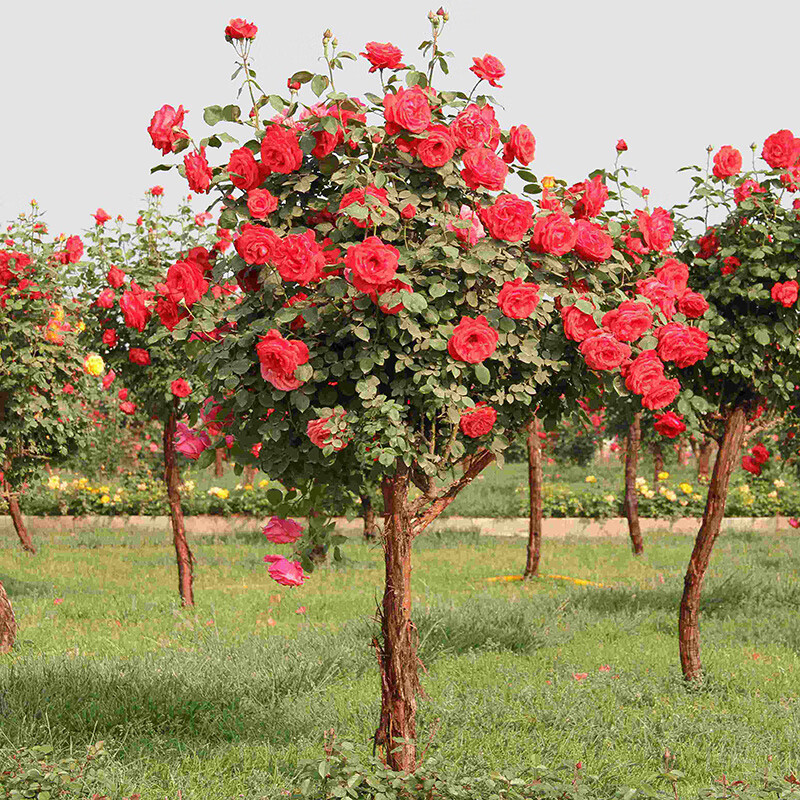 美漾玫瑰花树苗盆栽 棒棒糖树状月季花 粉扇大花庭院浓香花卉植物 粉