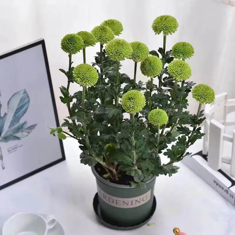 桌面有花大盆乒乓菊盆栽带花盆四季开花菊花带花苞好养活绿植花卉