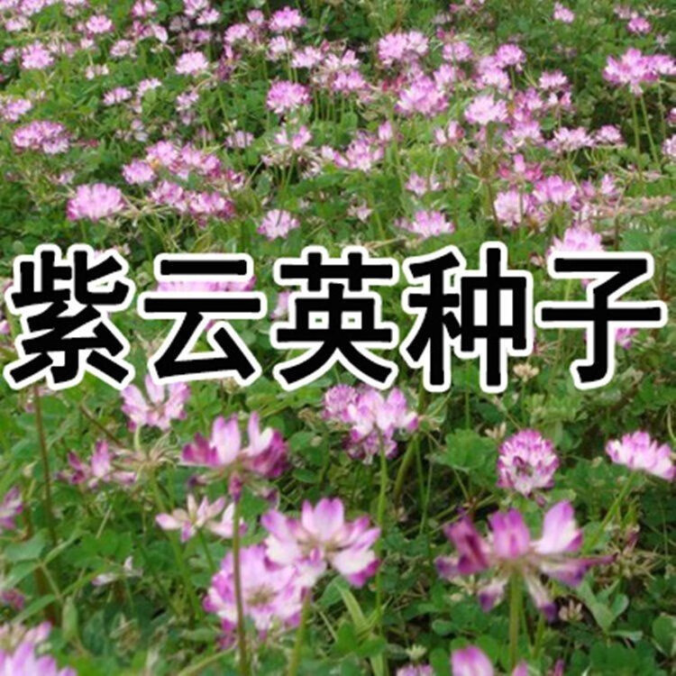 霽帆紫云英種子果園綠肥牧草種子紅花草蜜源植物草籽養(yǎng)蜜蜂 紫云英凈籽1斤