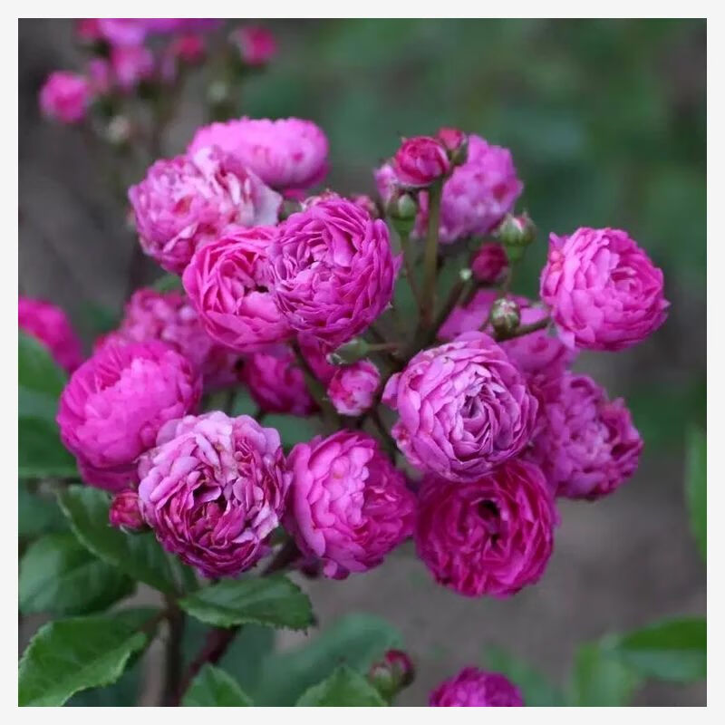 微月葡萄园之歌月季玫瑰超丰花植物花卉玫瑰盆栽四季开花 葡萄园之歌