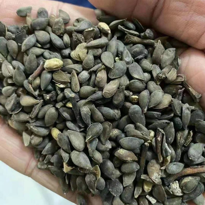 苹果种子果树苗苹果树种子嫁接红富士曙光苹果籽qcdd 苹果种子200粒