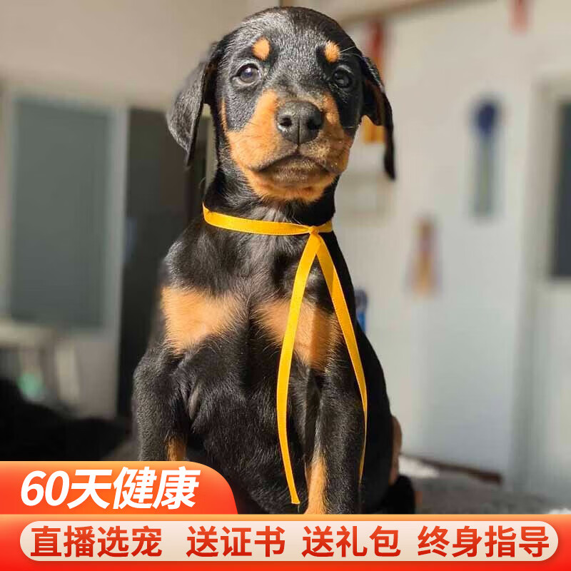 纯种宠物狗狗腊肠犬幼犬幼崽 宠物级 公